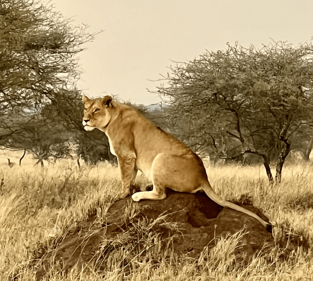 A lioness sits proudly on a rocky outcrop, surveying her surroundings in a savanna landscape